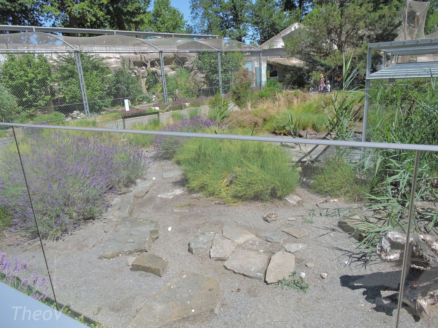 Marginated tortoise outdoor exhibit [2017]