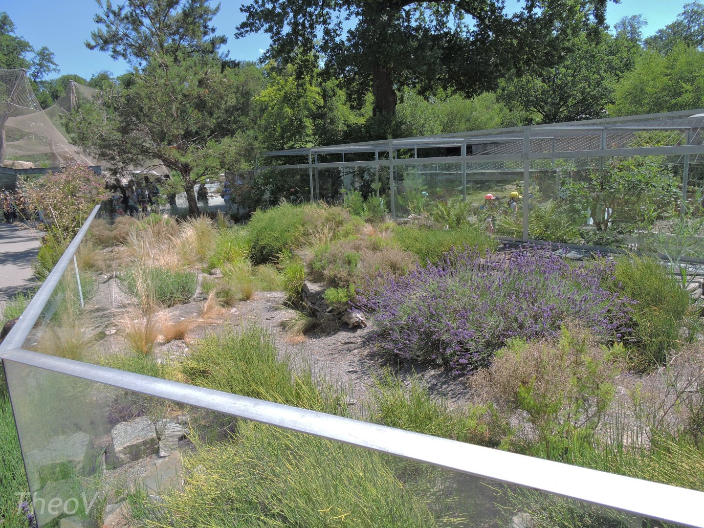 Marginated tortoise outdoor exhibit [2017]