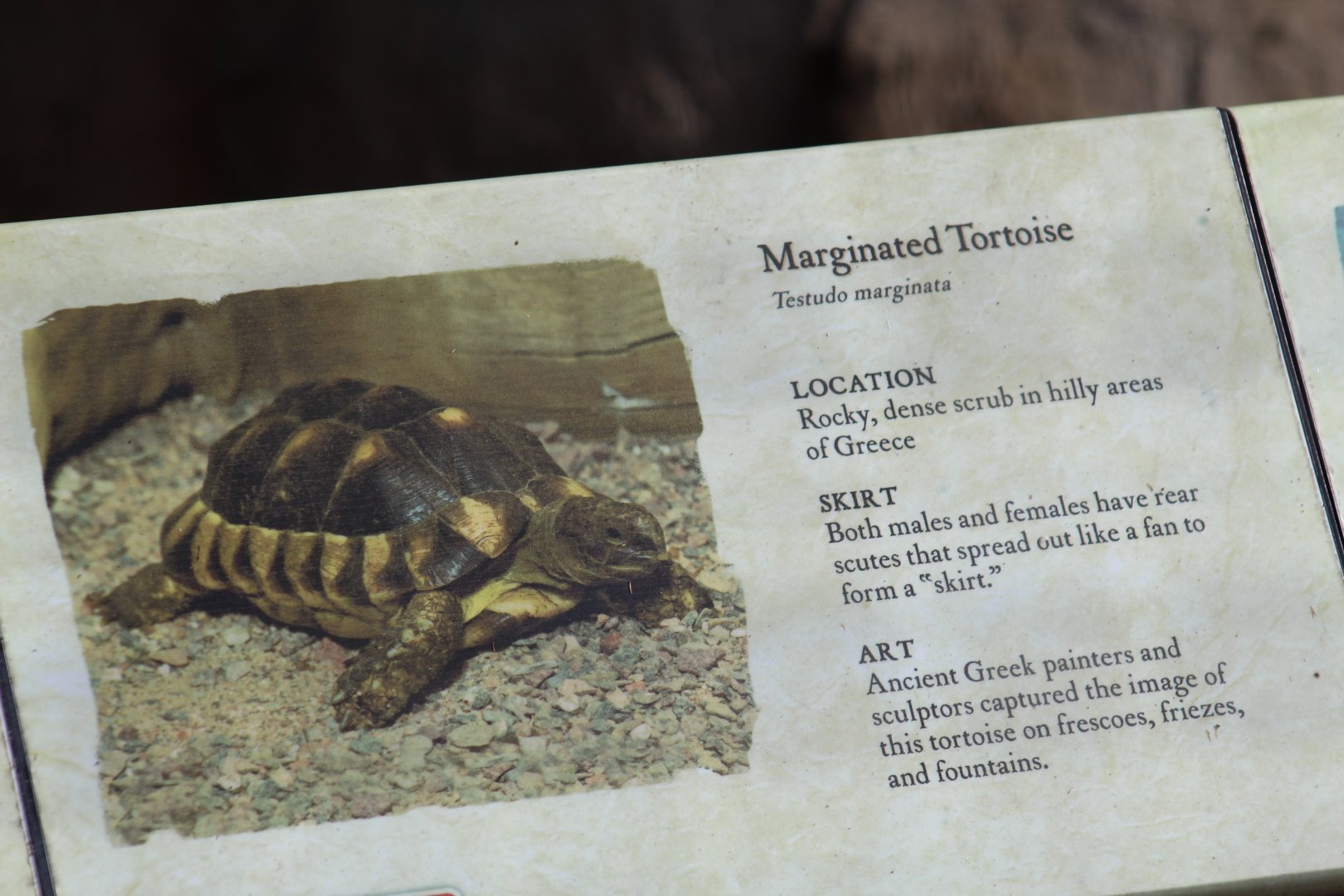 Marginated Tortoise Signage