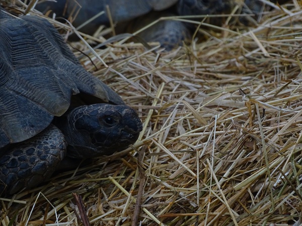 Marginated tortoise (Testudo marginata)