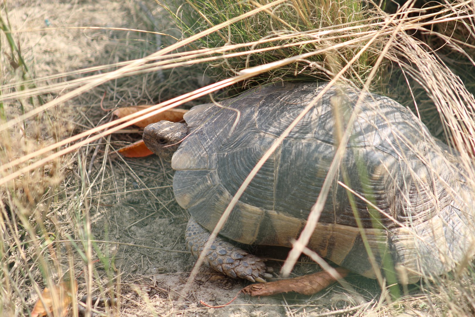 Marginated Tortoise