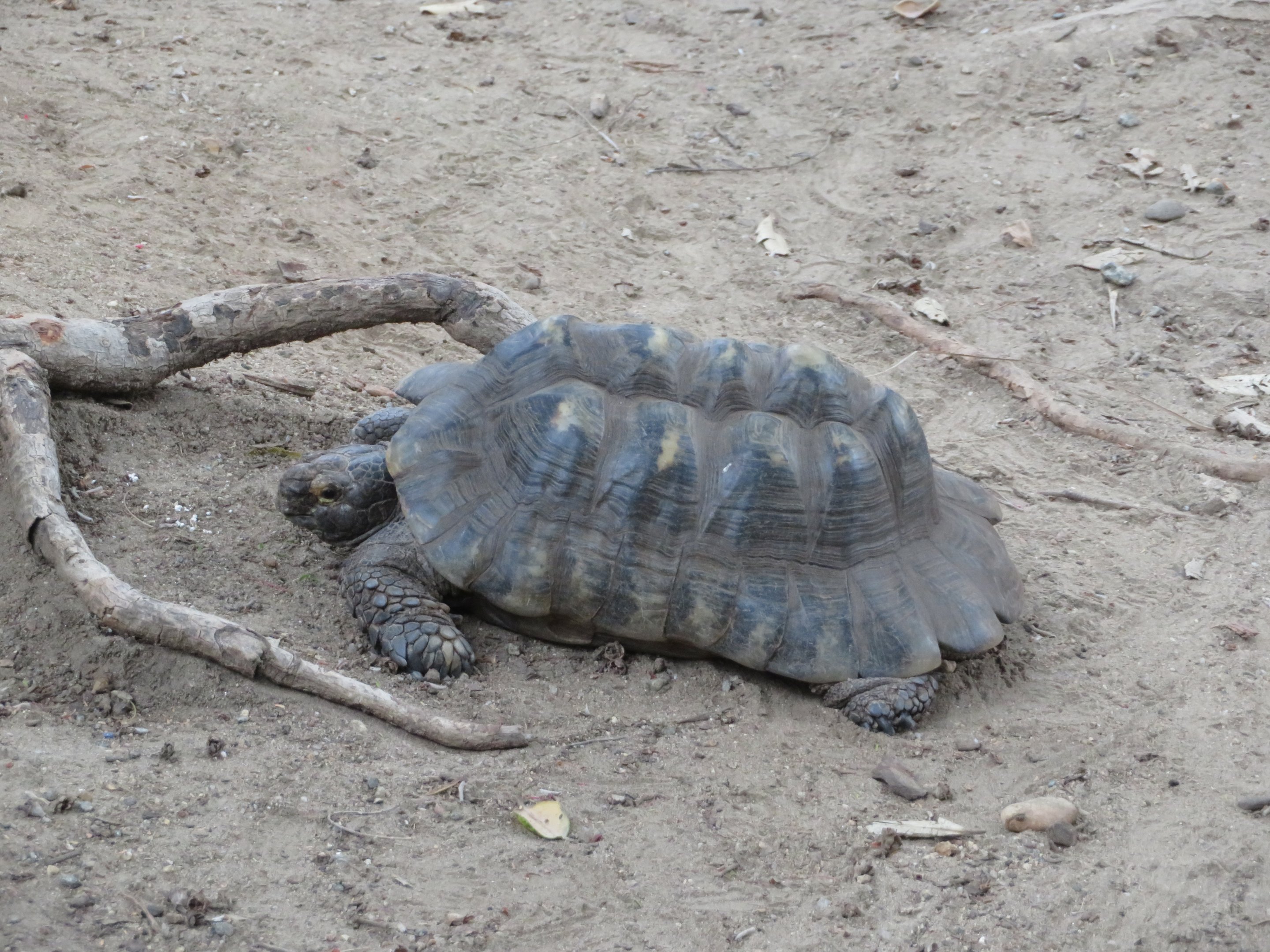 Marginated Tortoise
