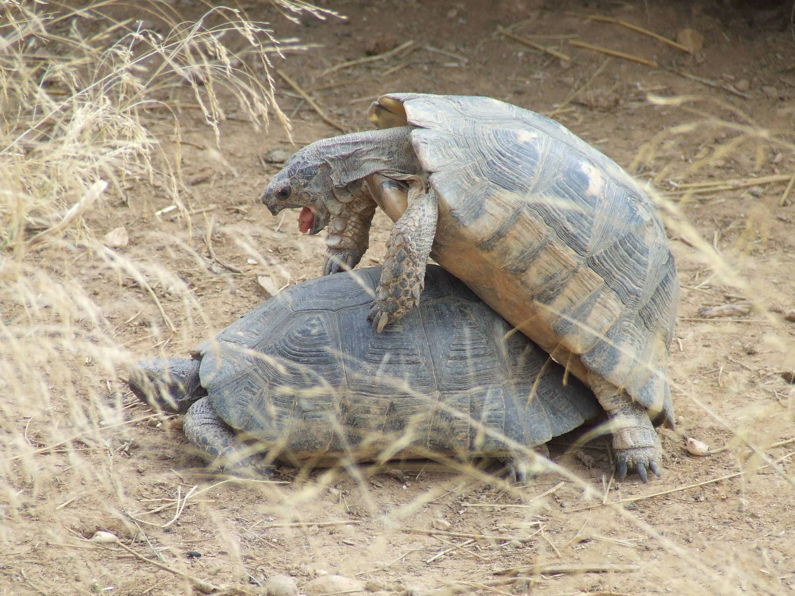 Marginated tortoises mating