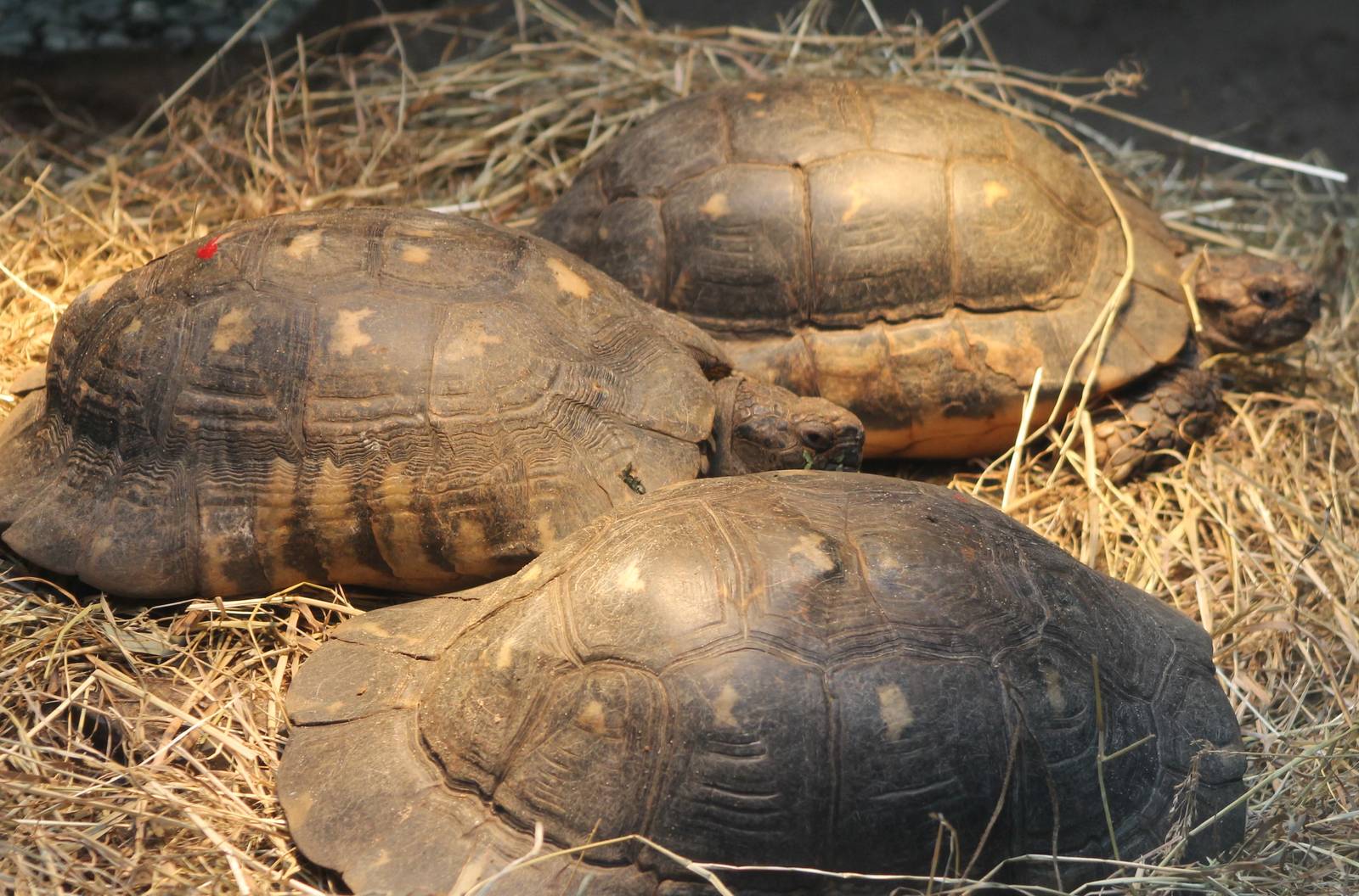 marginated tortoises
