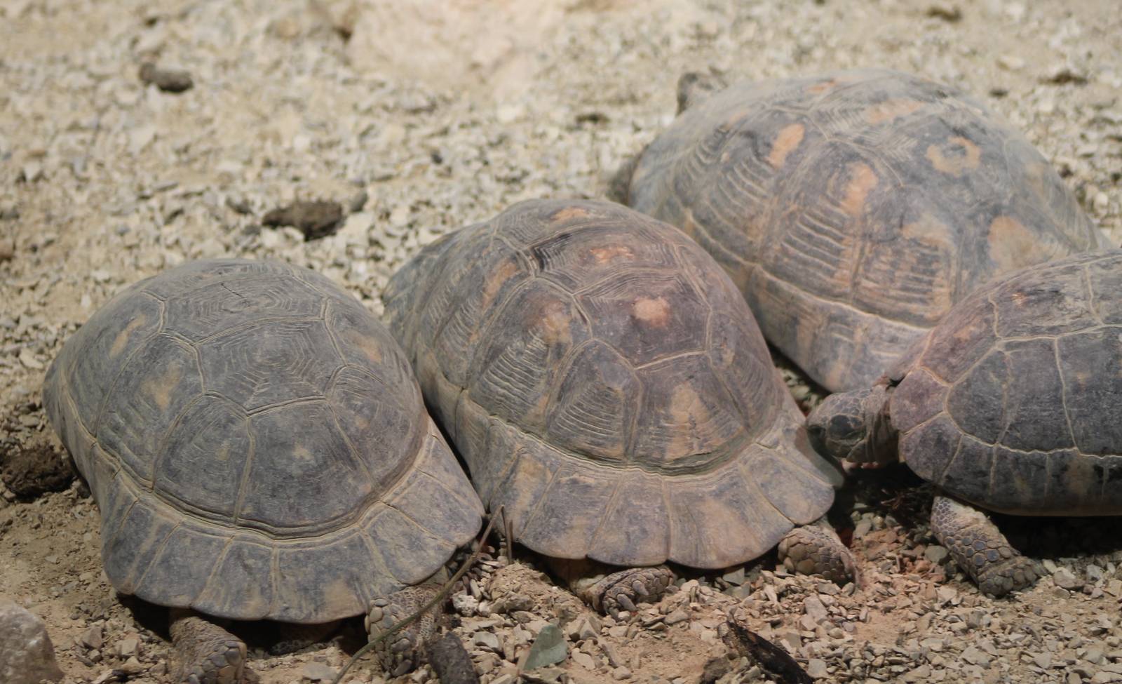 Marginated tortoises