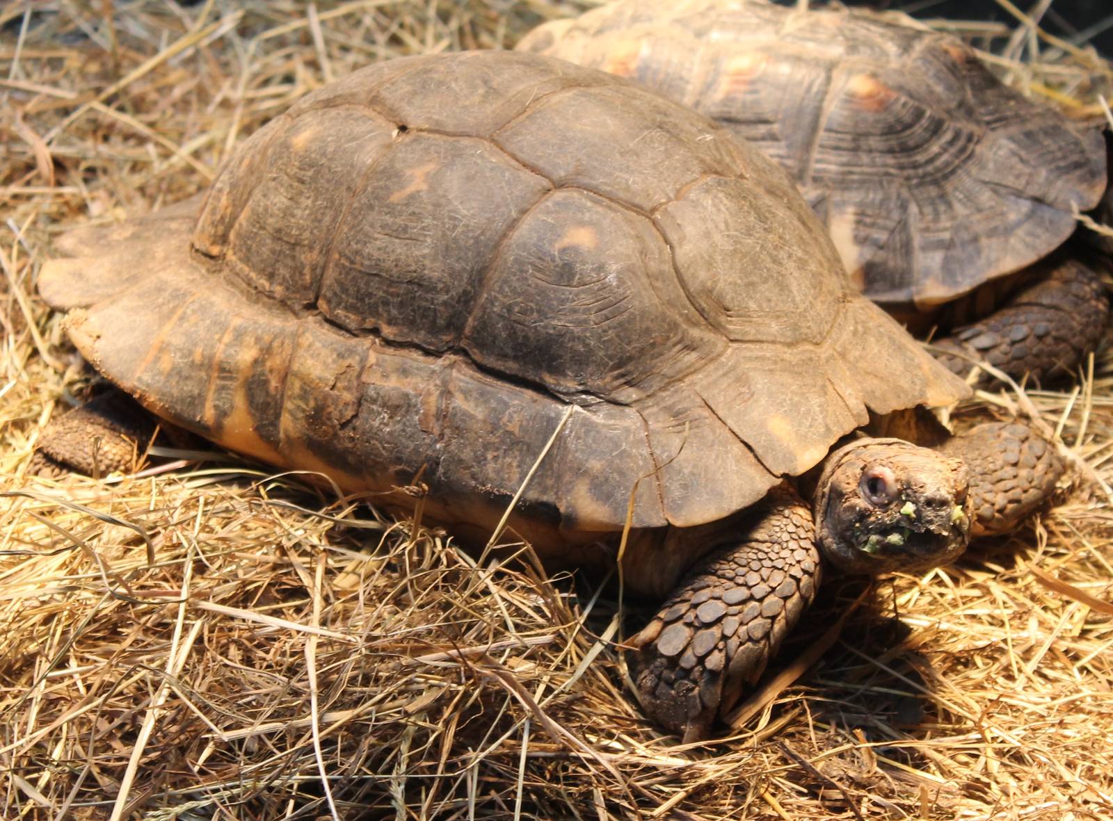Marginated tortoises