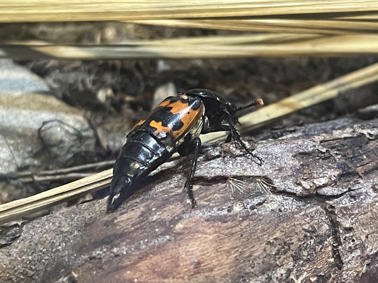 Margined Burying Beetle (Nicrophorus marginatus)