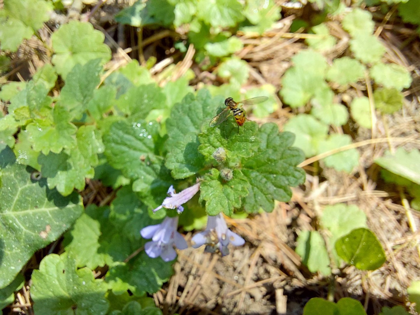 Margined calligrapher (Toxomerus marginatus)
