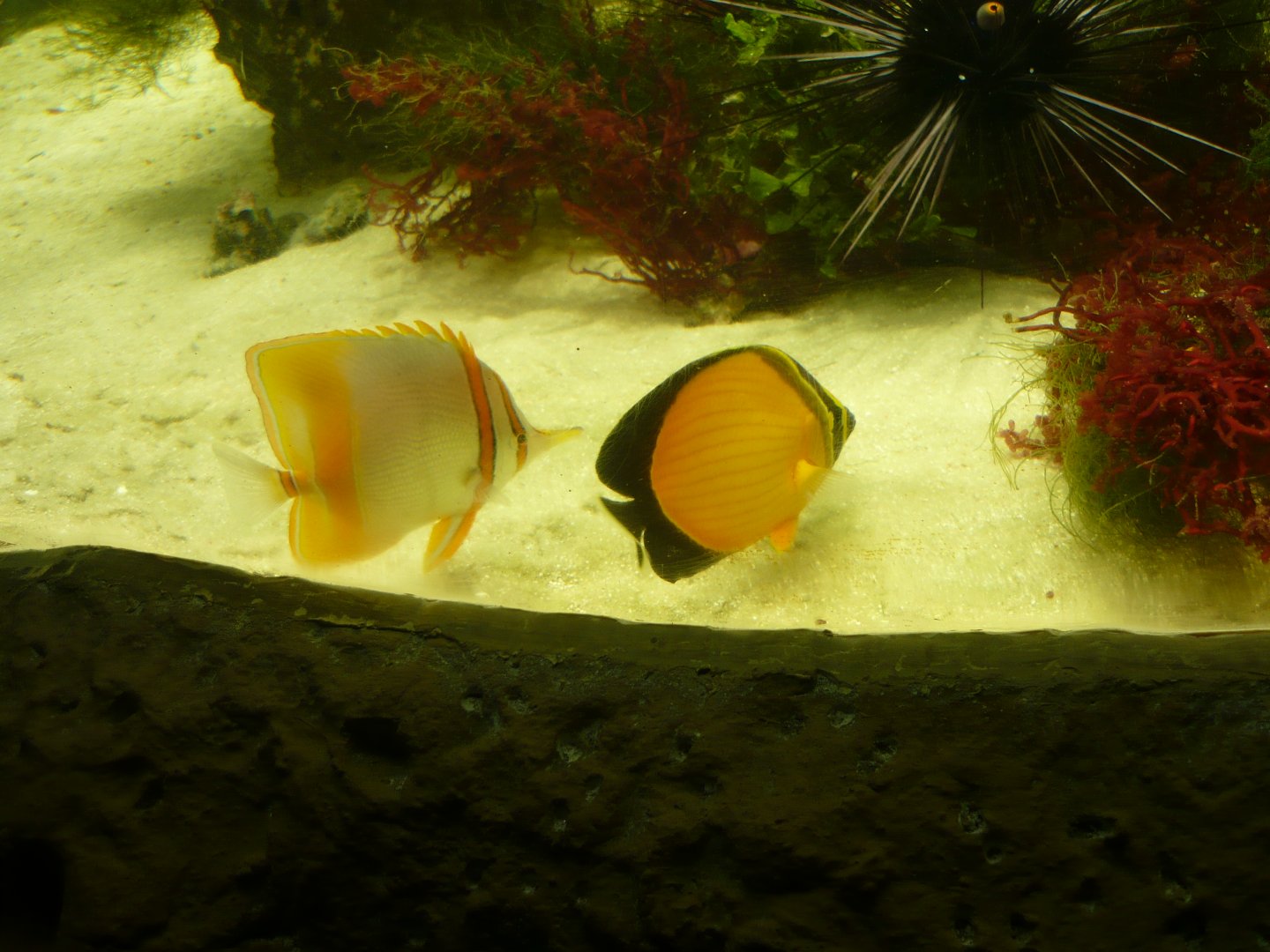 Margined coralfish and Arabian butterflyfish