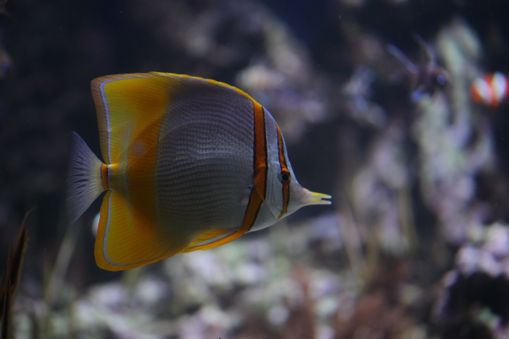 Margined coralfish/butterflyfish (Chelmon marginalis)