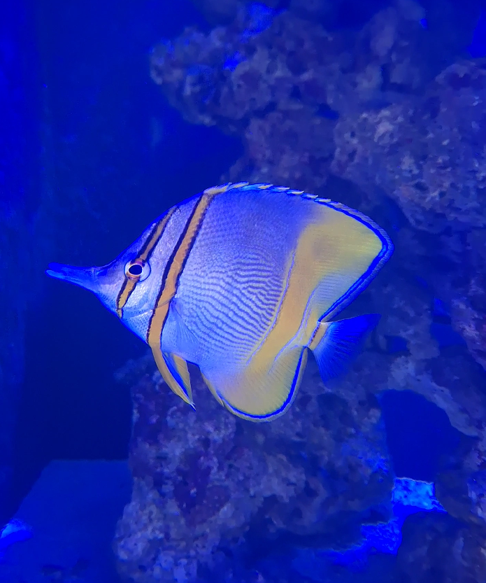 Margined Coralfish (Chelmon marginalis) - Cairns Koalas and Creatures