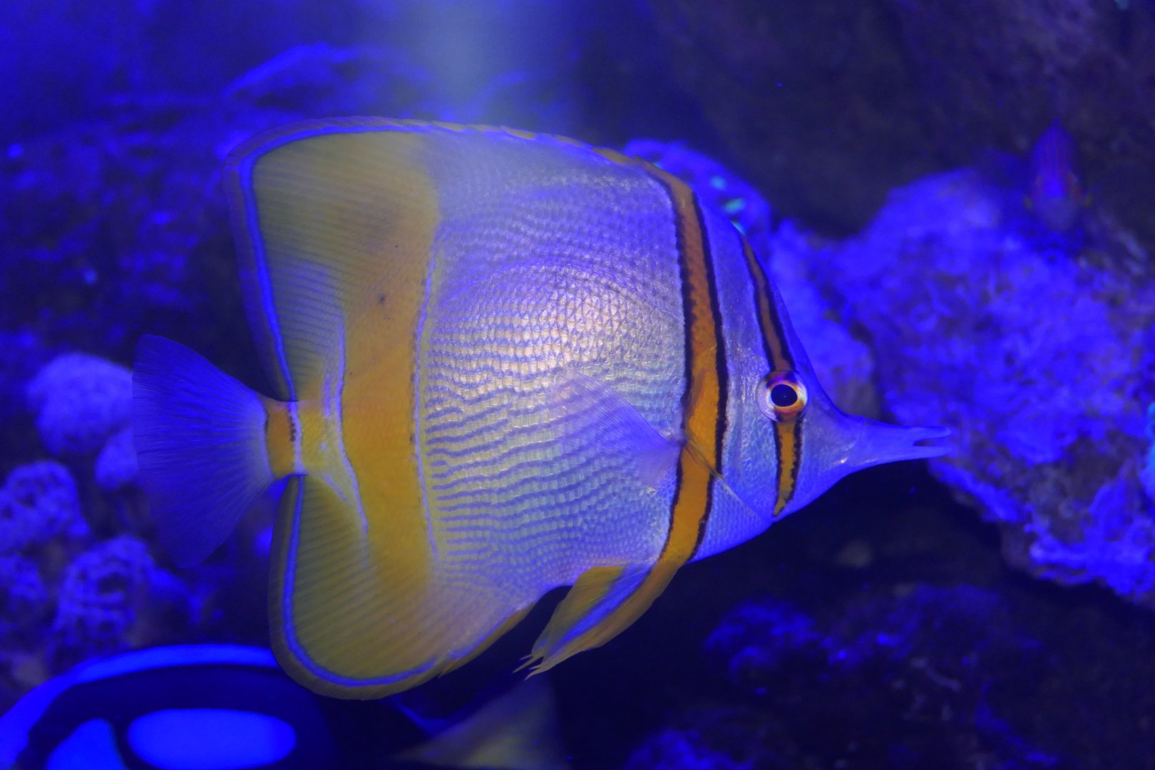 Margined Coralfish (Chelmon marginalis) - Cairns Koalas and Creatures