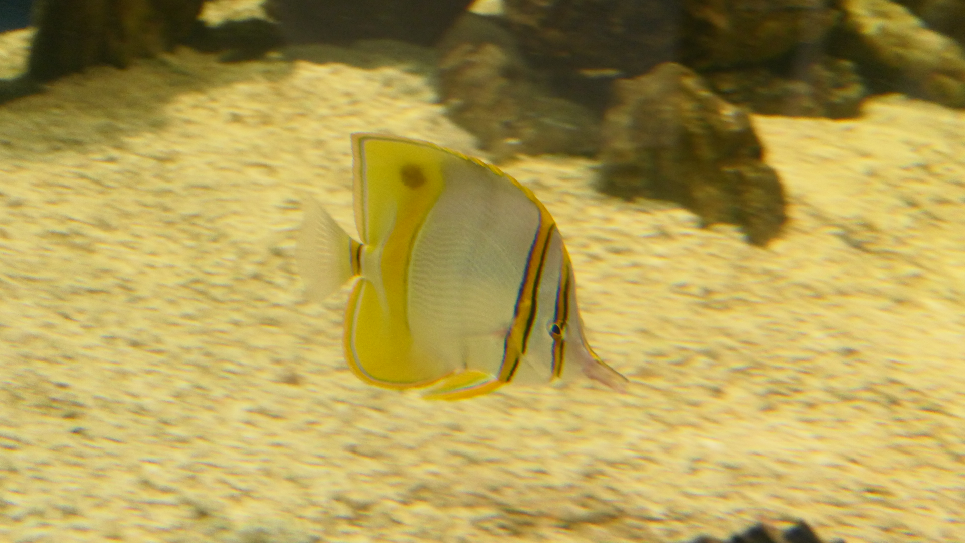 Margined Coralfish (Chelmon marginalis) - Dolphin Discovery Centre, Bunbury