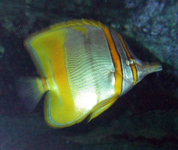 Margined Coralfish (Chelmon marginalis)