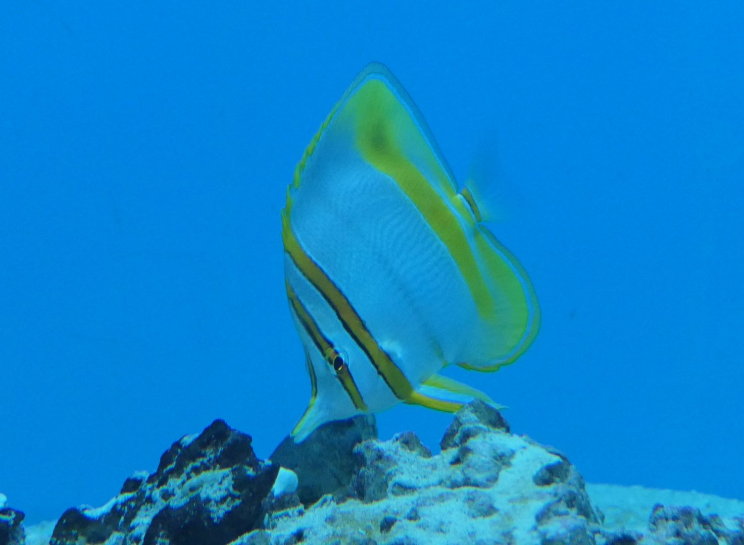 Margined Coralfish (Chelmon marginalis)