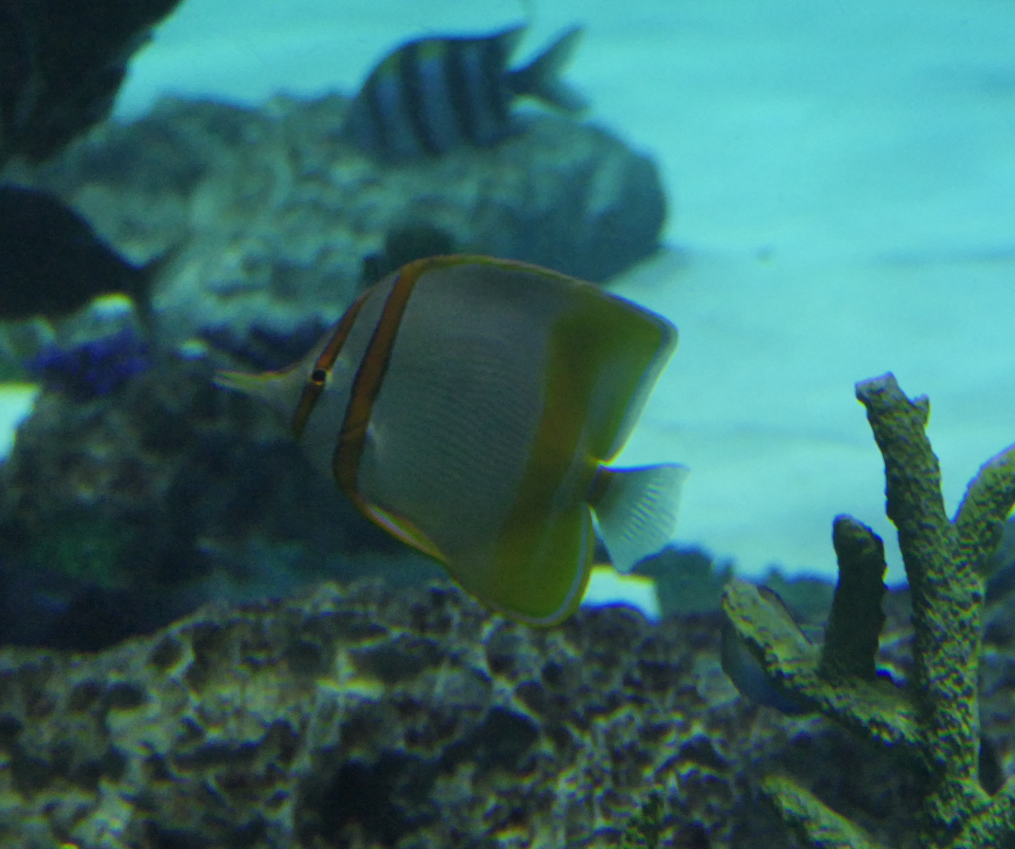 Margined Coralfish (Chelmon marginalis)