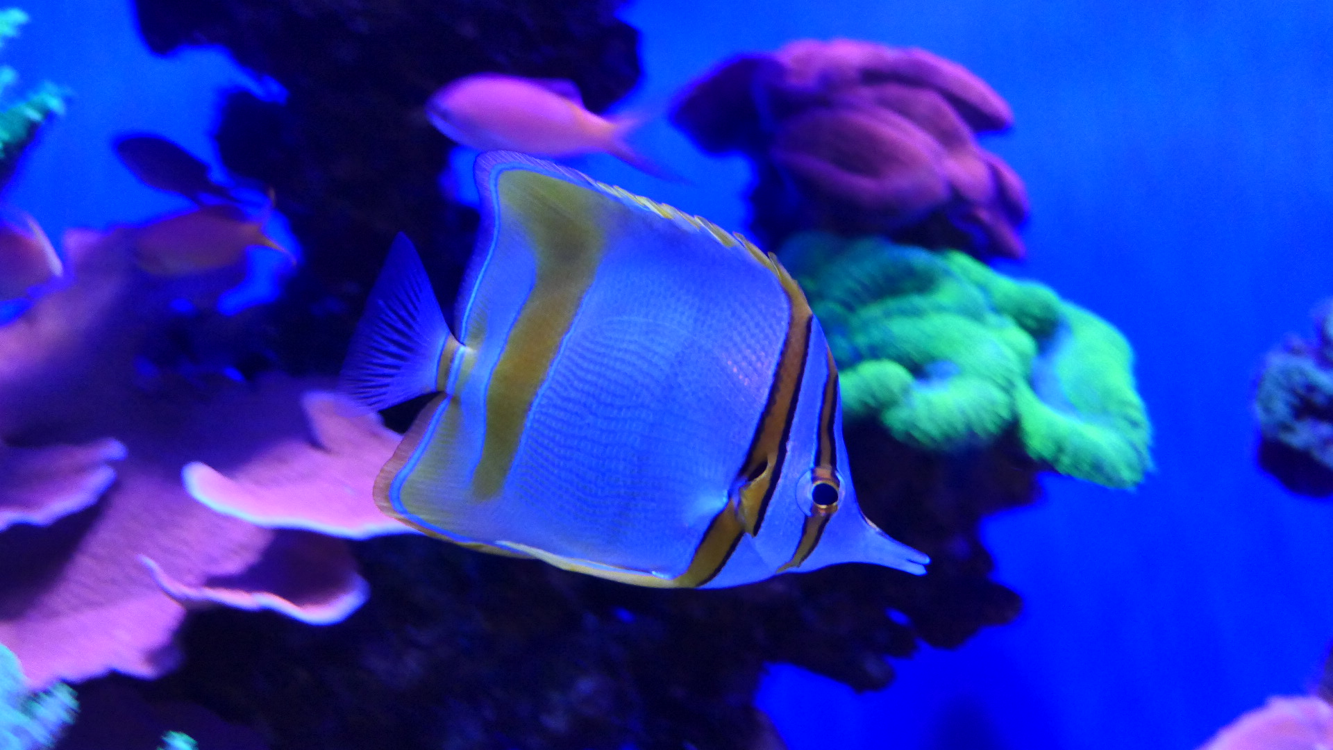 Margined Coralfish (Chlemon marginalis)