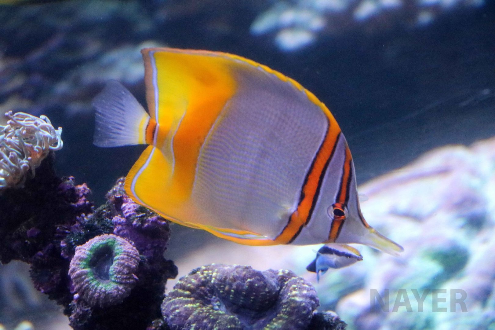 Margined coralfish, June 2016