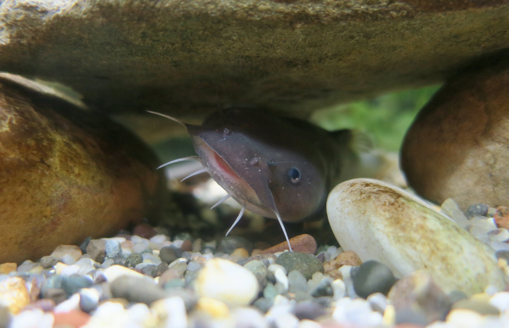 Margined Madtom (Noturus insignis) - Cold Spring Harbor Fish Hatchery & Aquarium