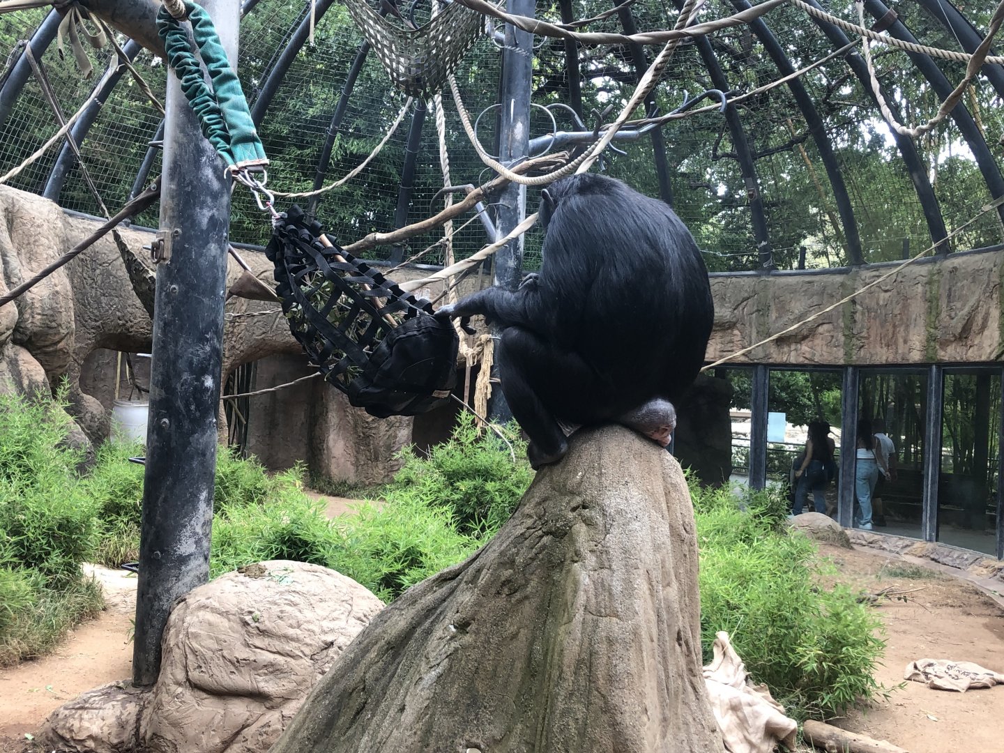 Maria, Common chimpanzee