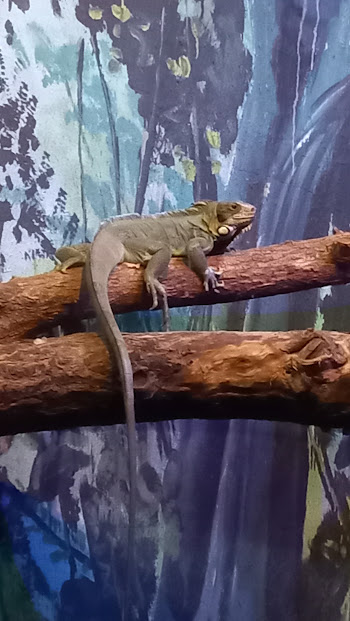 "Maria Fernanda" - female Green iguana - São Paulo aquarium