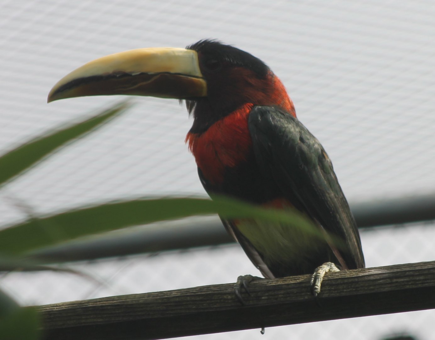 Mariae ivory-billed aracari