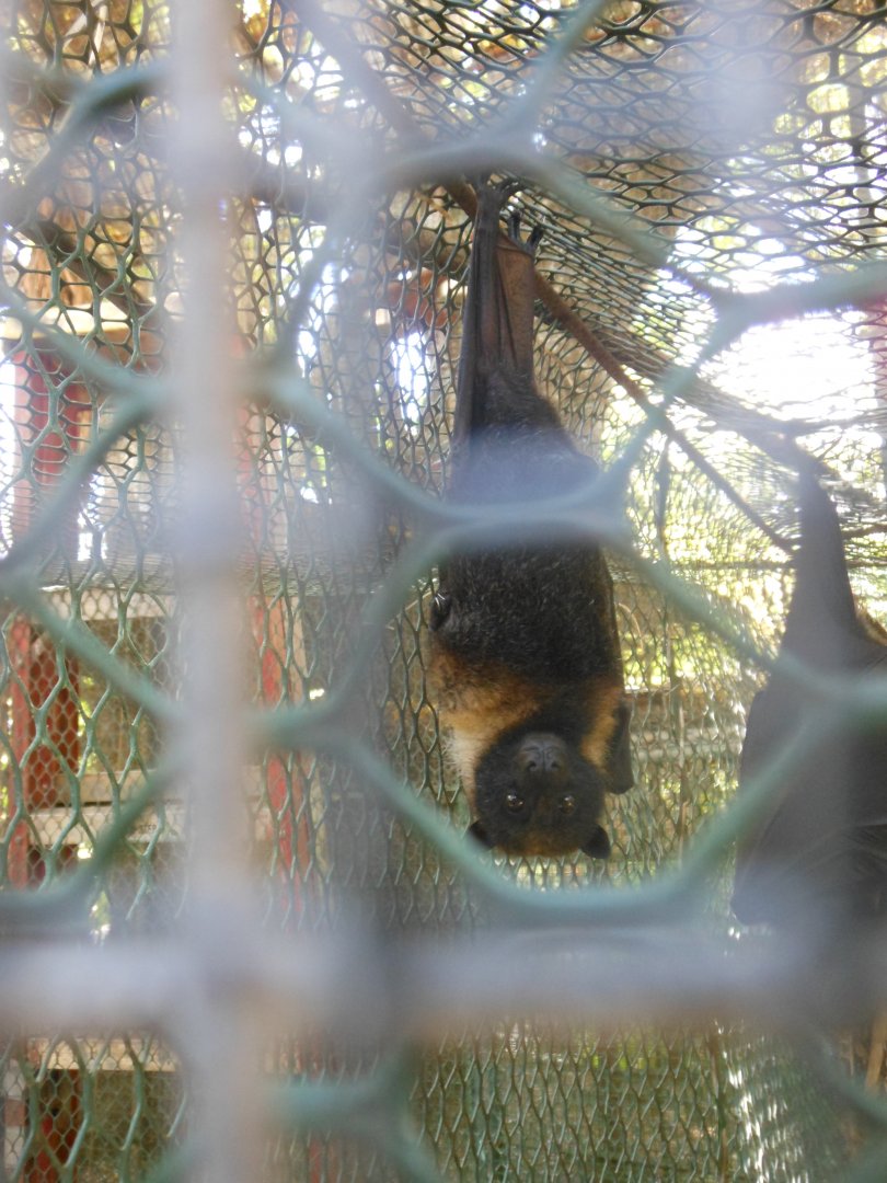 Mariana Fruit Bat (Pteropus mariannus)