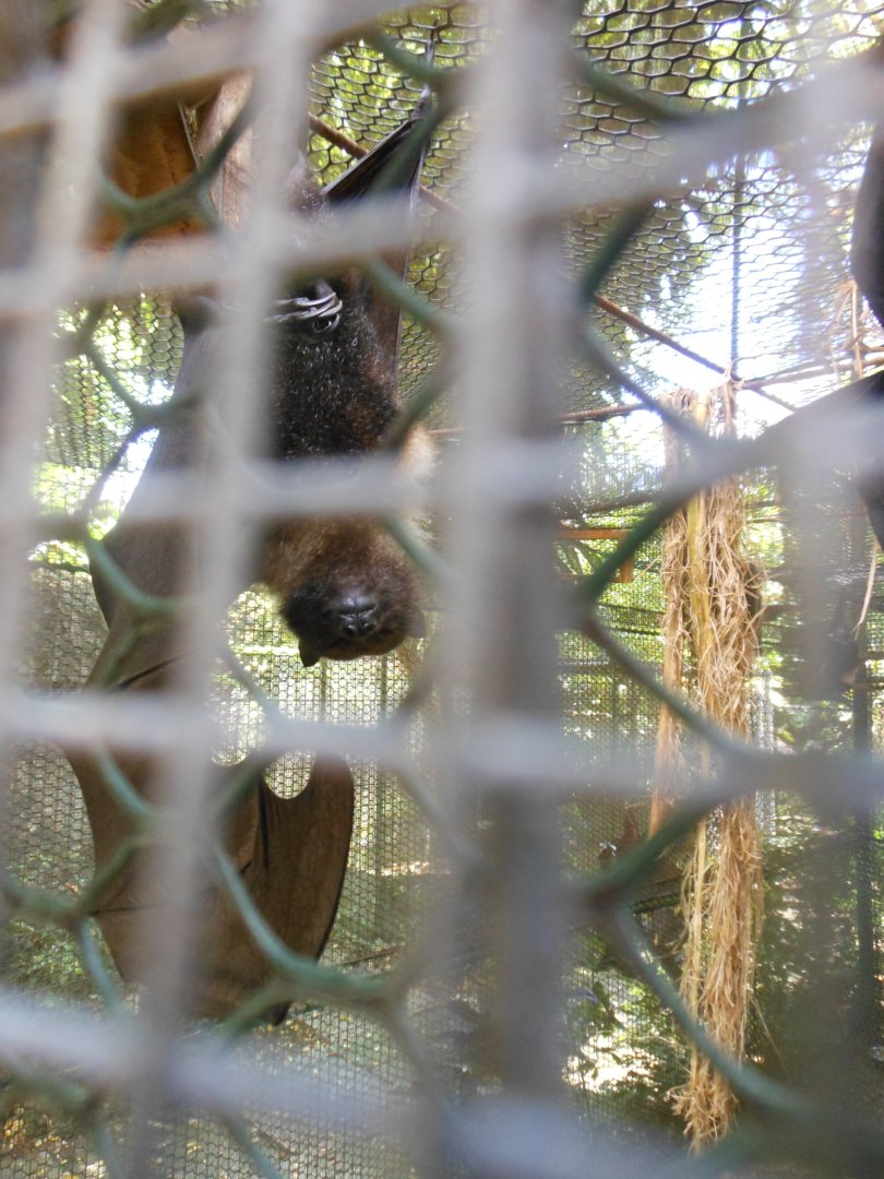 Mariana Fruit Bat (Pteropus mariannus)