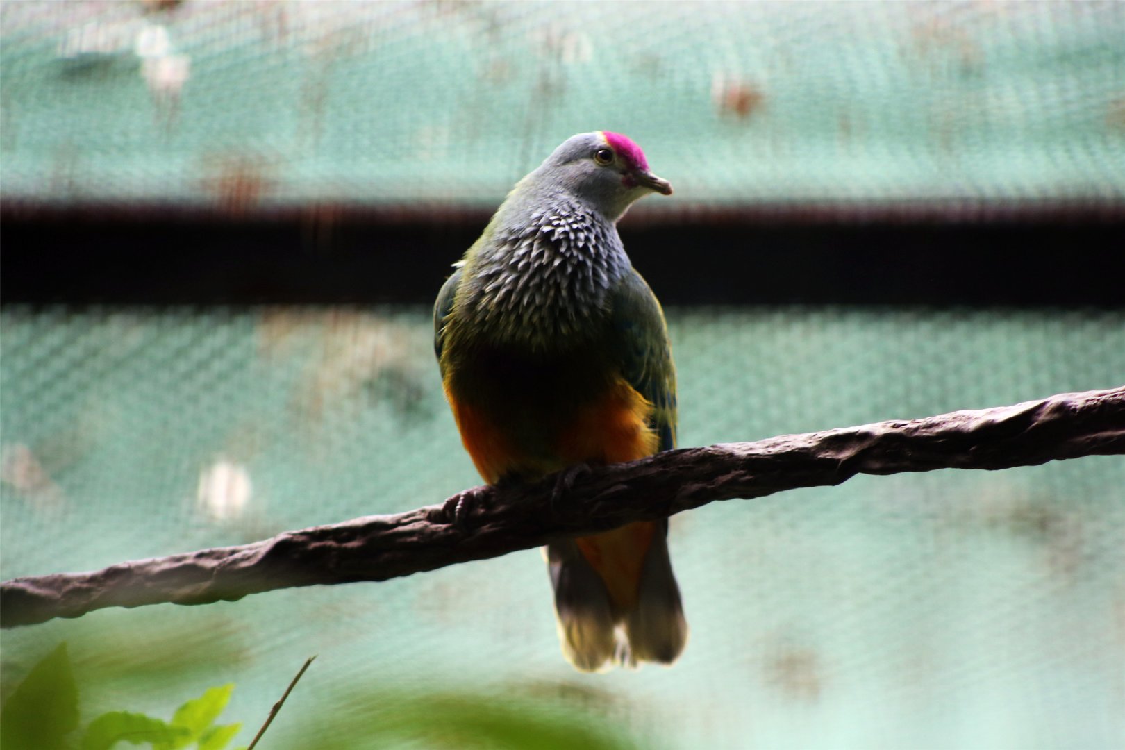 Mariana fruit dove (Ptilinopus roseicapilla)