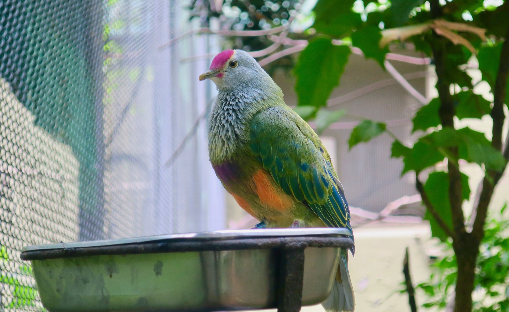 Mariana Fruit Dove (Ptilinopus roseicapilla)