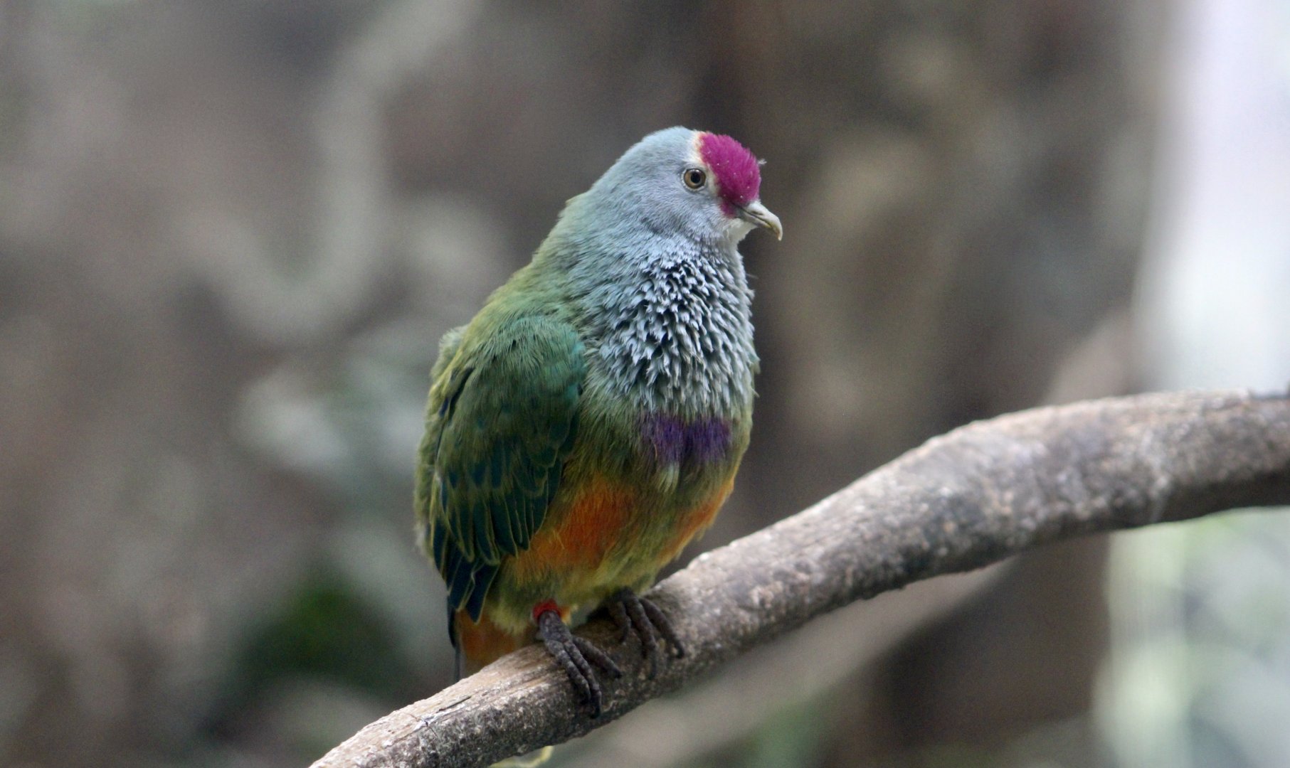 Mariana Fruit Dove (Ptilinopus roseicapilla)