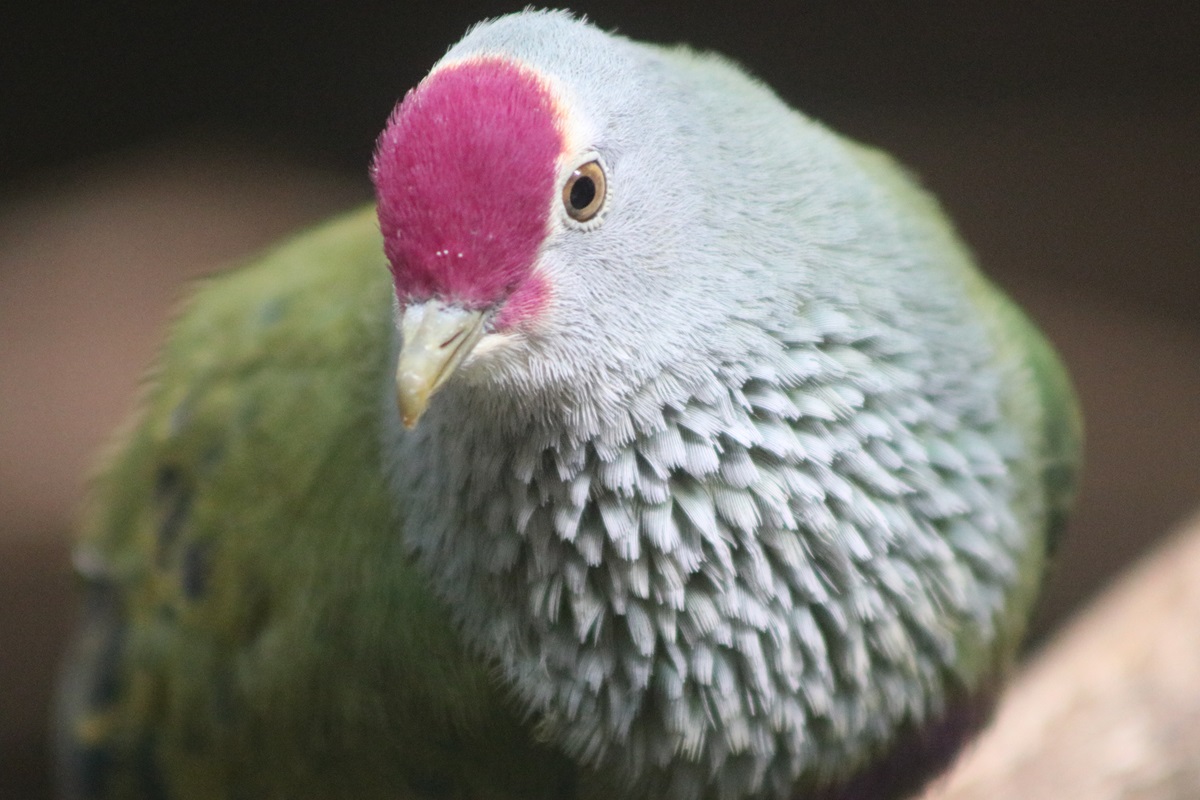 Mariana Fruit-dove (Ptilinopus roseicapilla)
