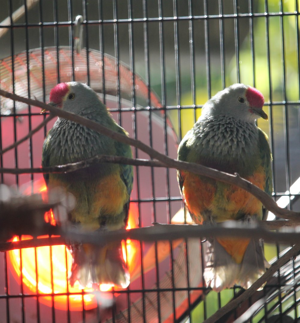 Mariana Fruit Dove (Ptilinopus roseicapilla)