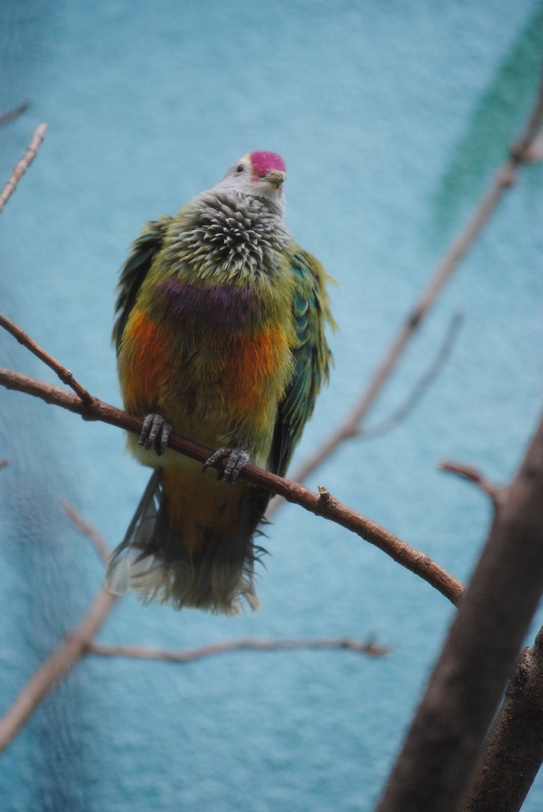 Mariana Fruit-Dove