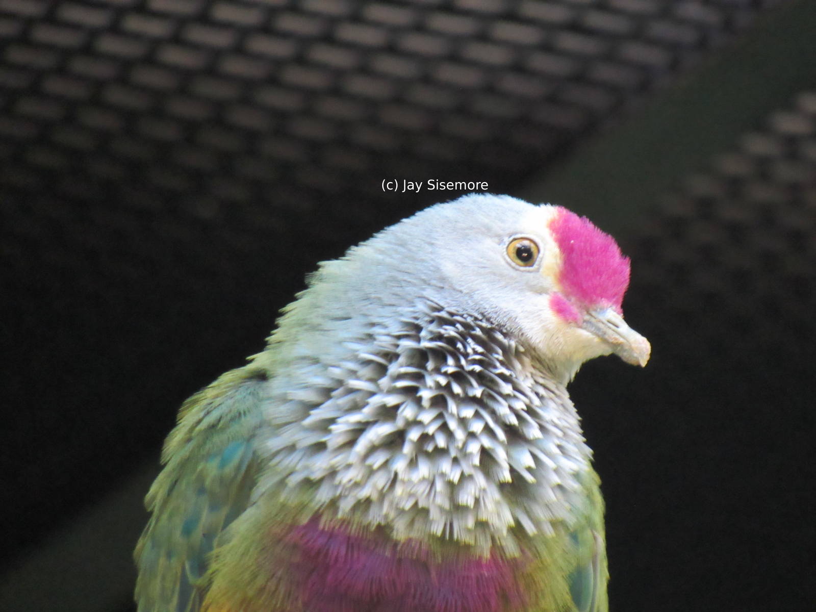 Mariana Fruit Dove