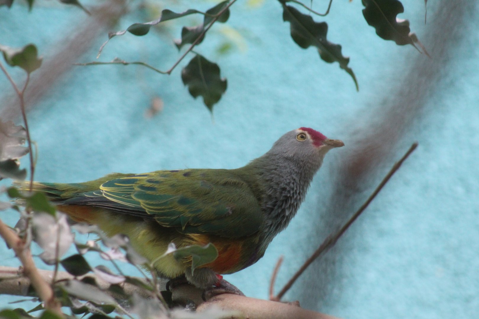 Mariana Fruit-Dove
