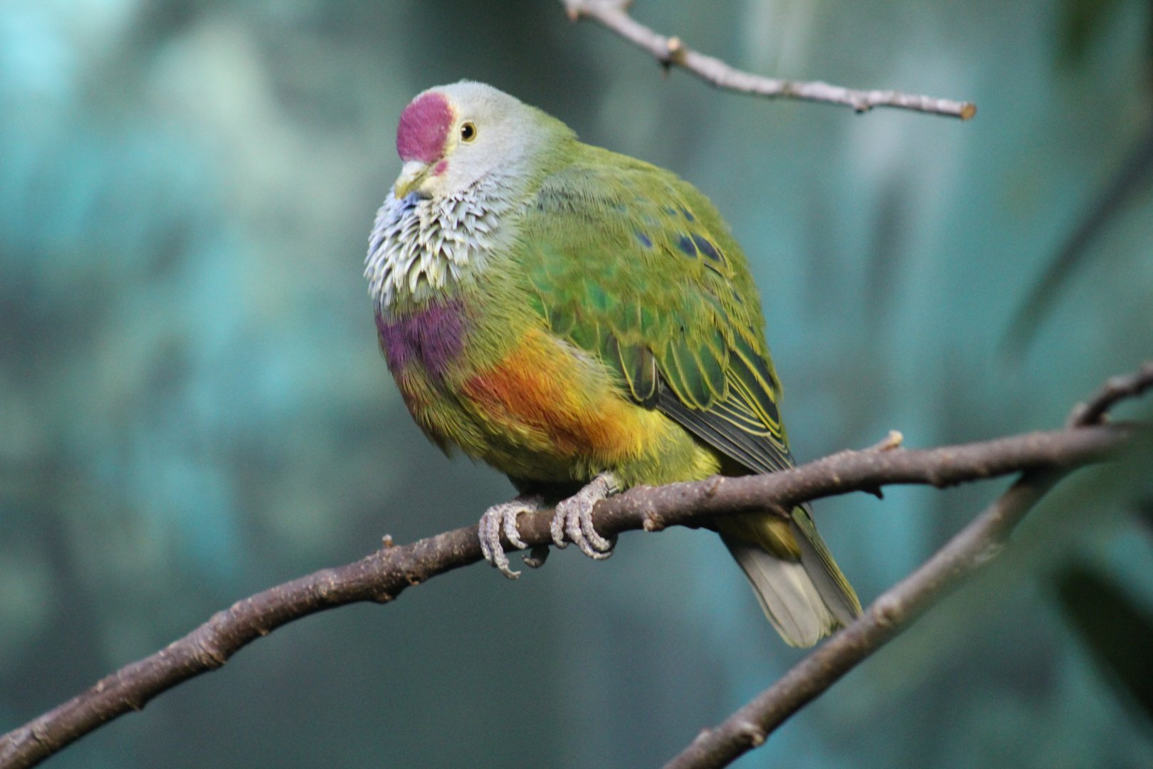 Mariana Fruit-Dove
