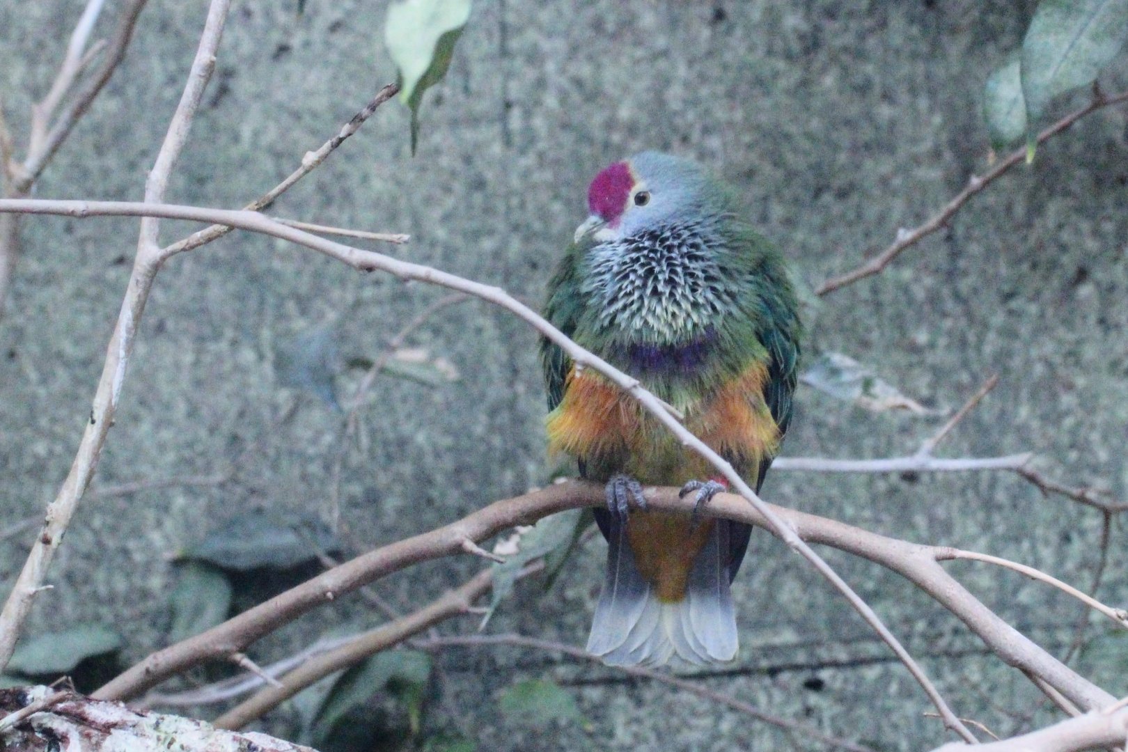 Mariana Fruit Dove