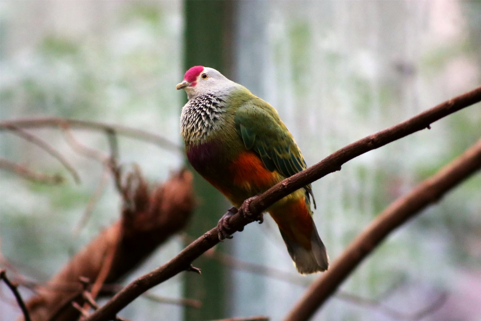 Mariana fruit dove