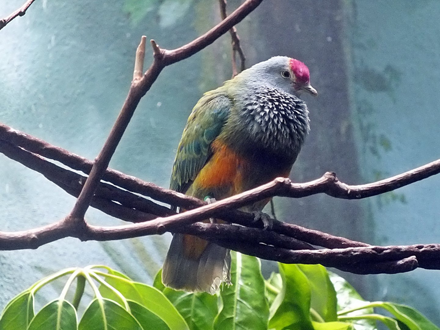 Mariana fruit dove