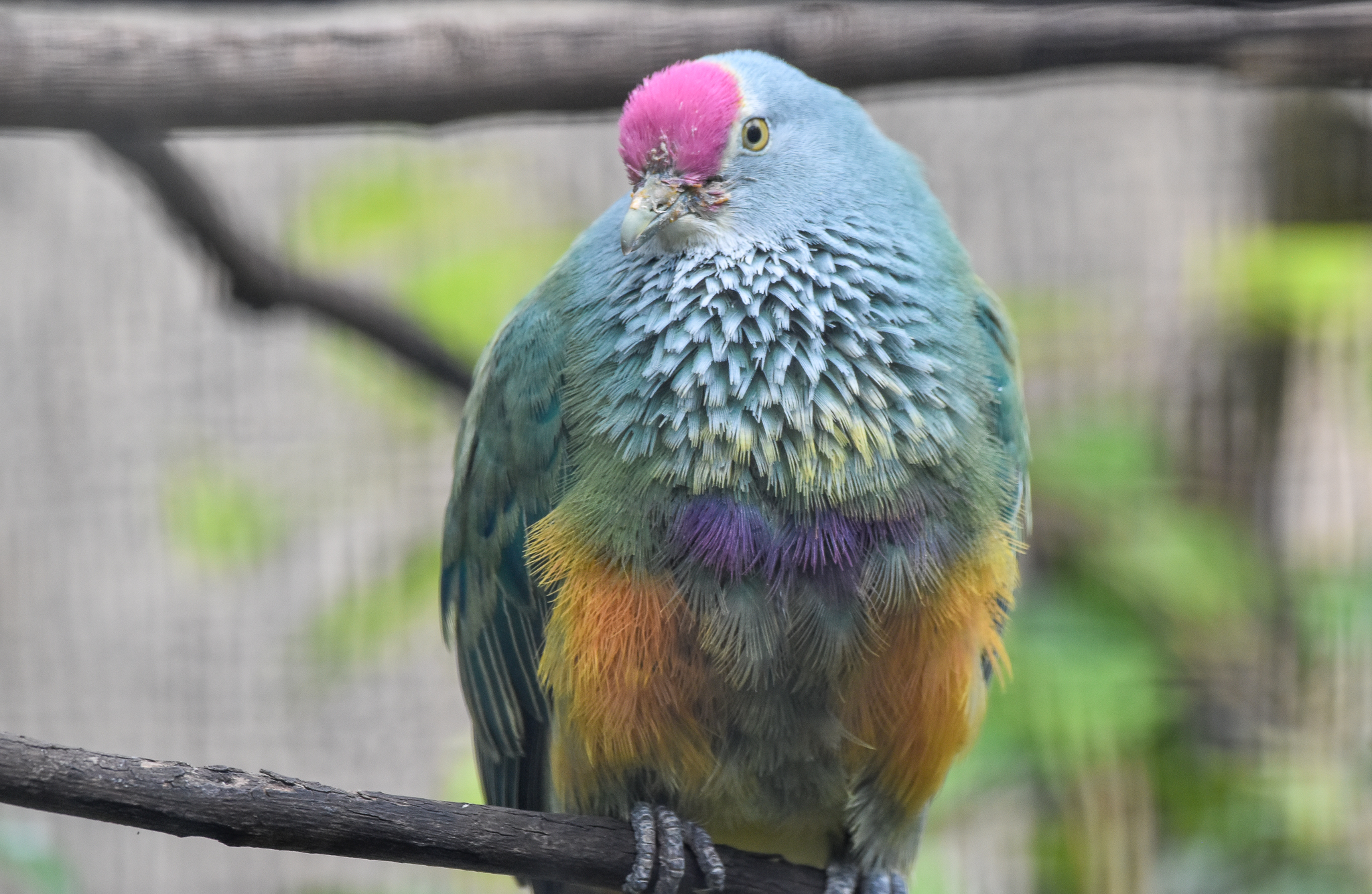Mariana Fruit-Dove