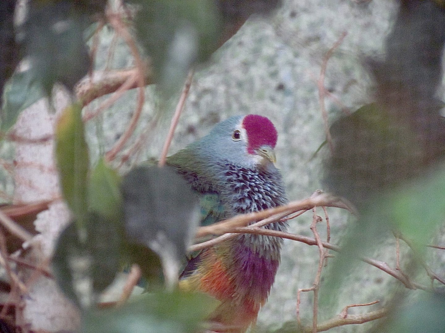 Mariana Fruit Dove