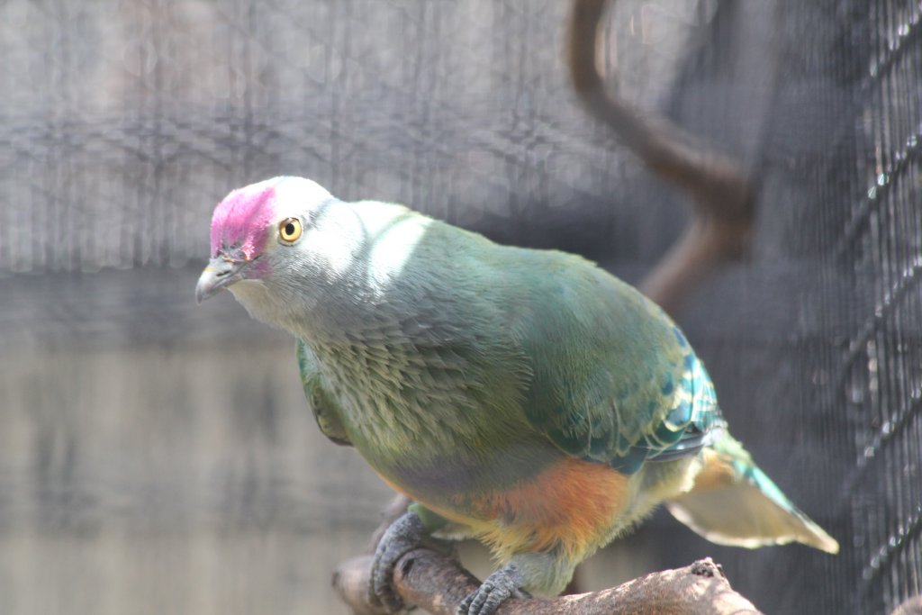 Marianas Fruit Dove