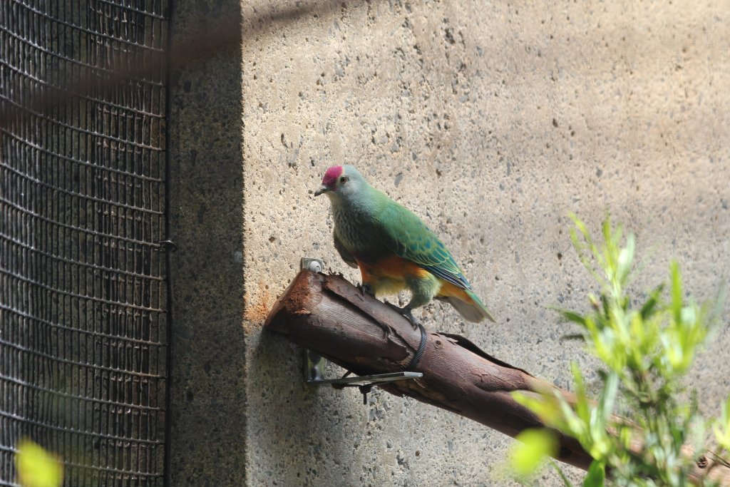 Marianas Fruit Dove