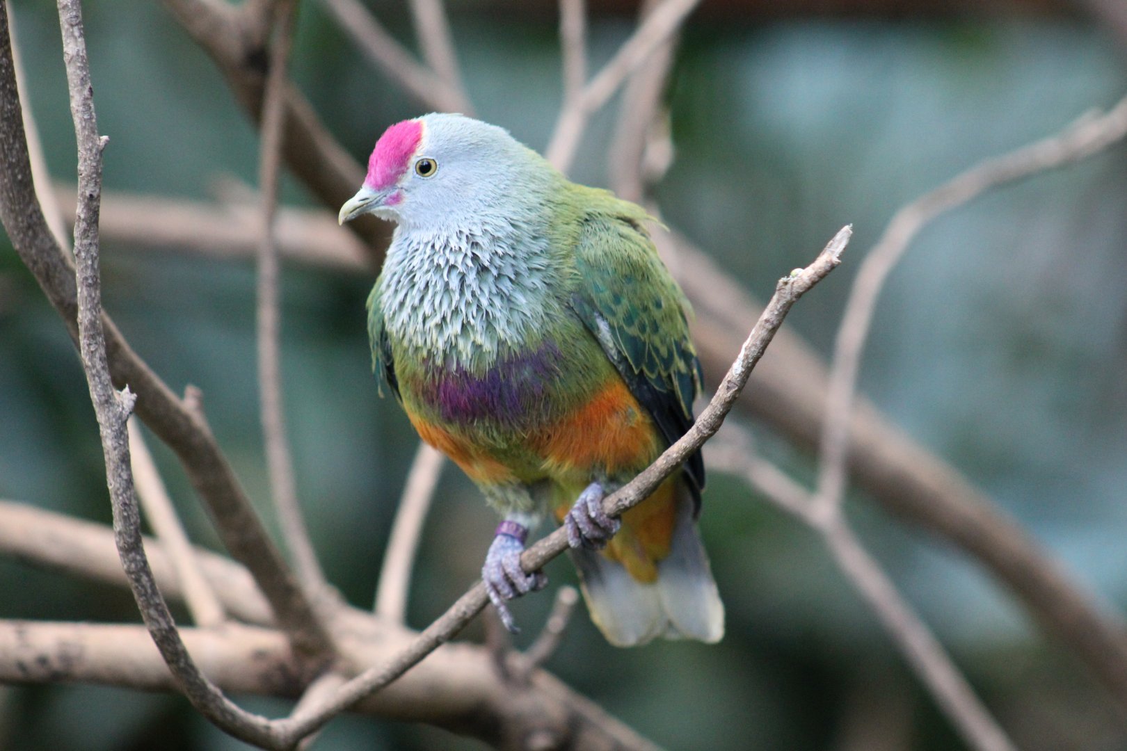Marianas Fruit-Dove