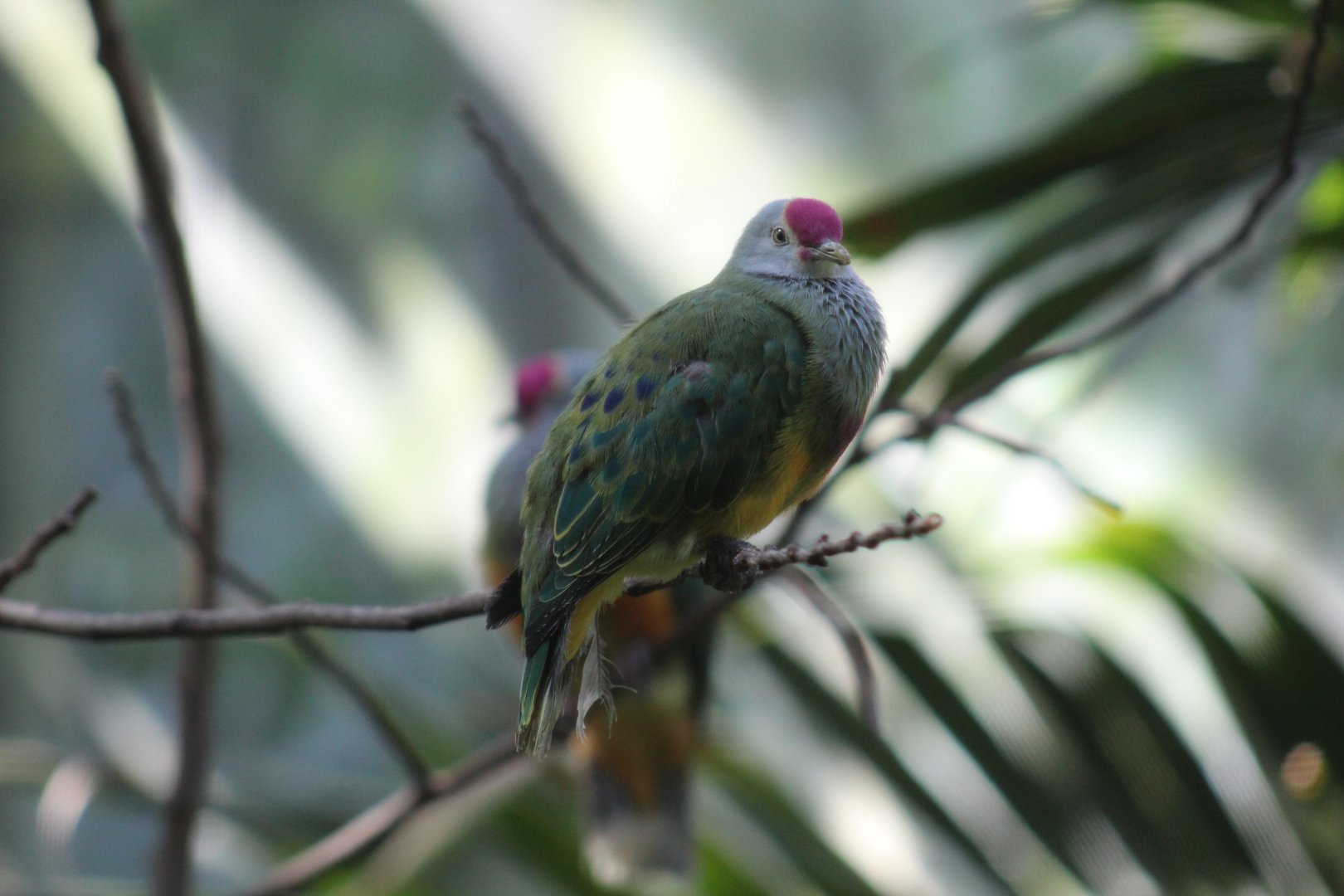 Marianas Fruit-Dove