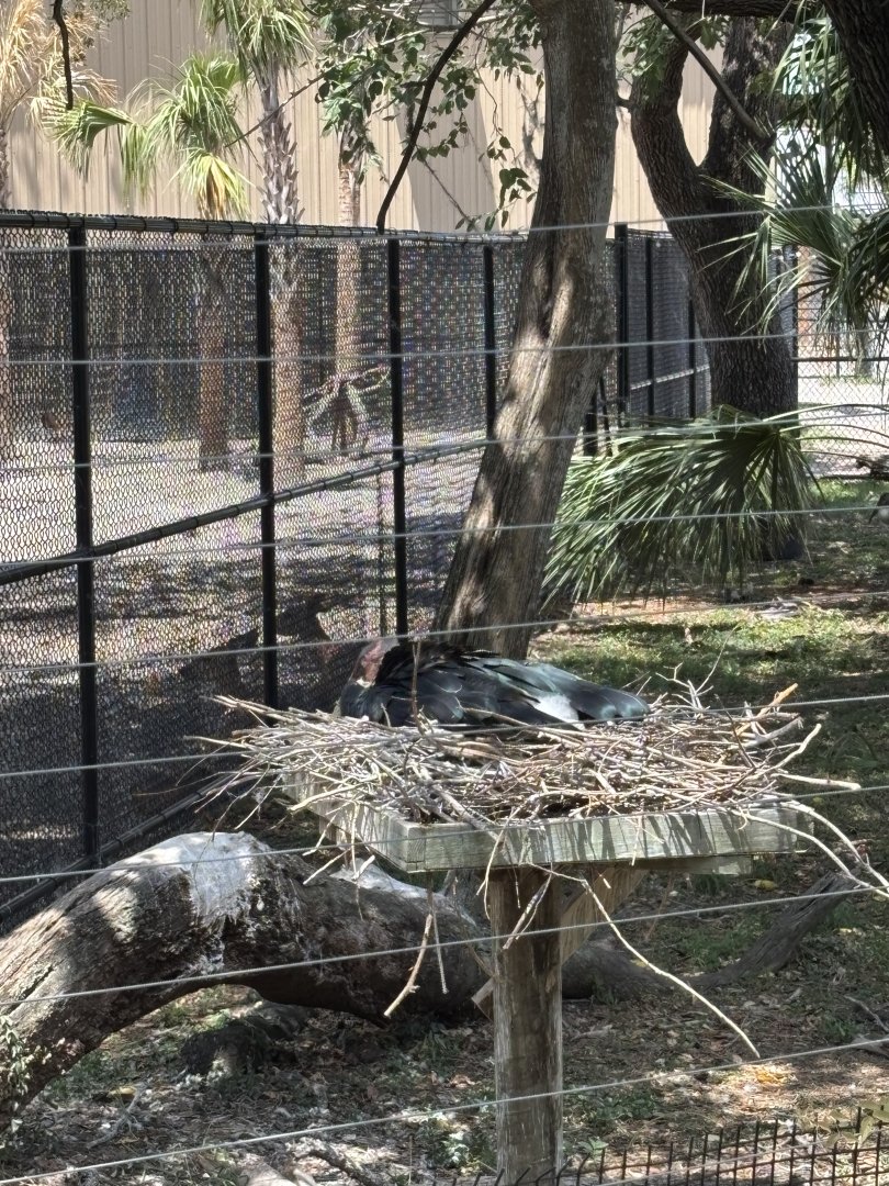 Maribou Stork - 5/27/2025