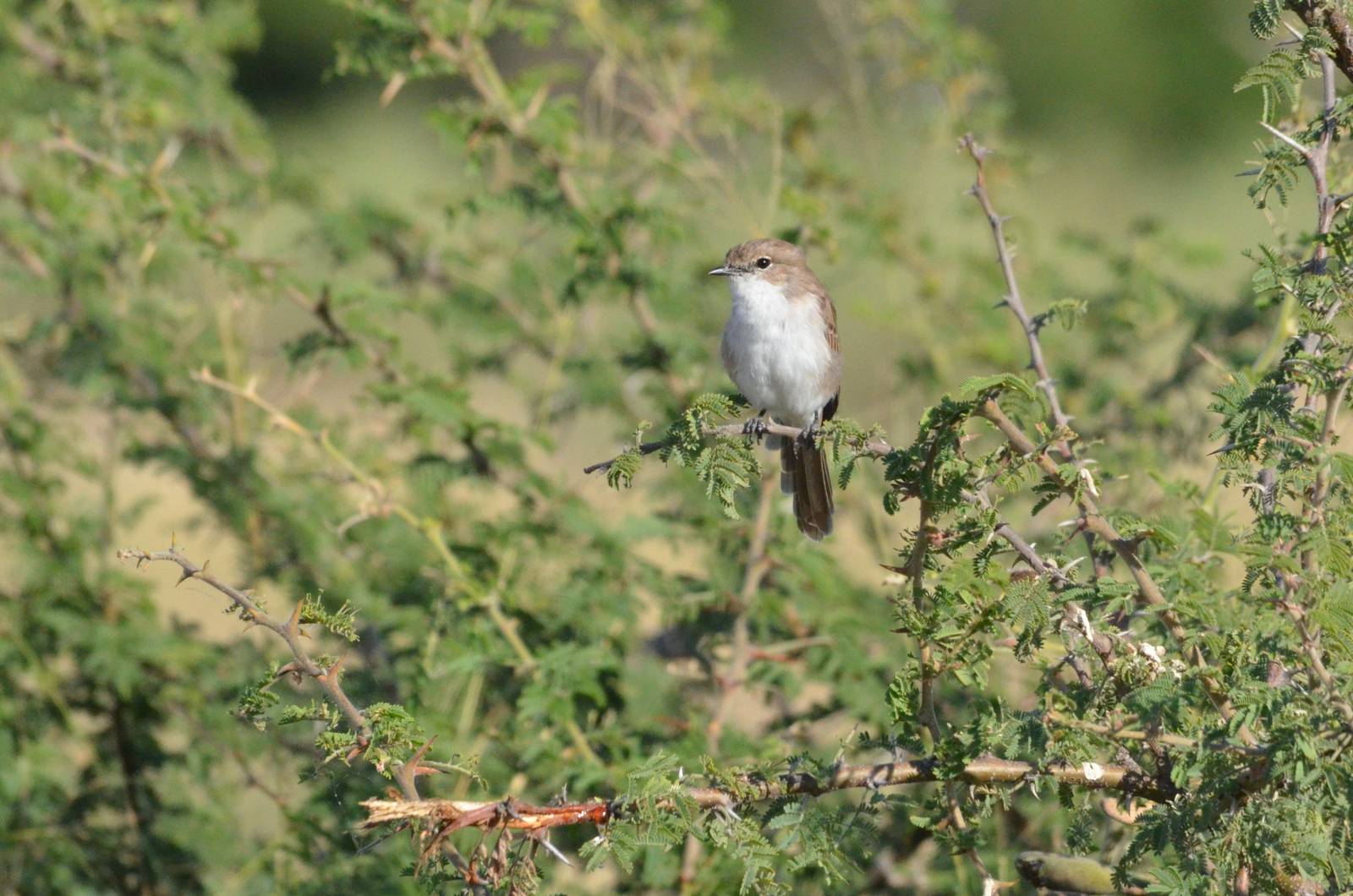 Marico Flycatcher, Moremi Game Reserve, Botswana, 28/04/16
