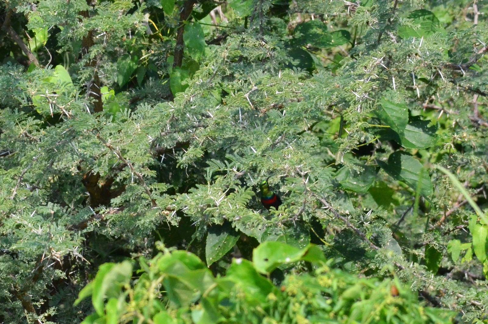 Marico Sunbird, Moremi Game Reserve, Botswana, 27/04/16
