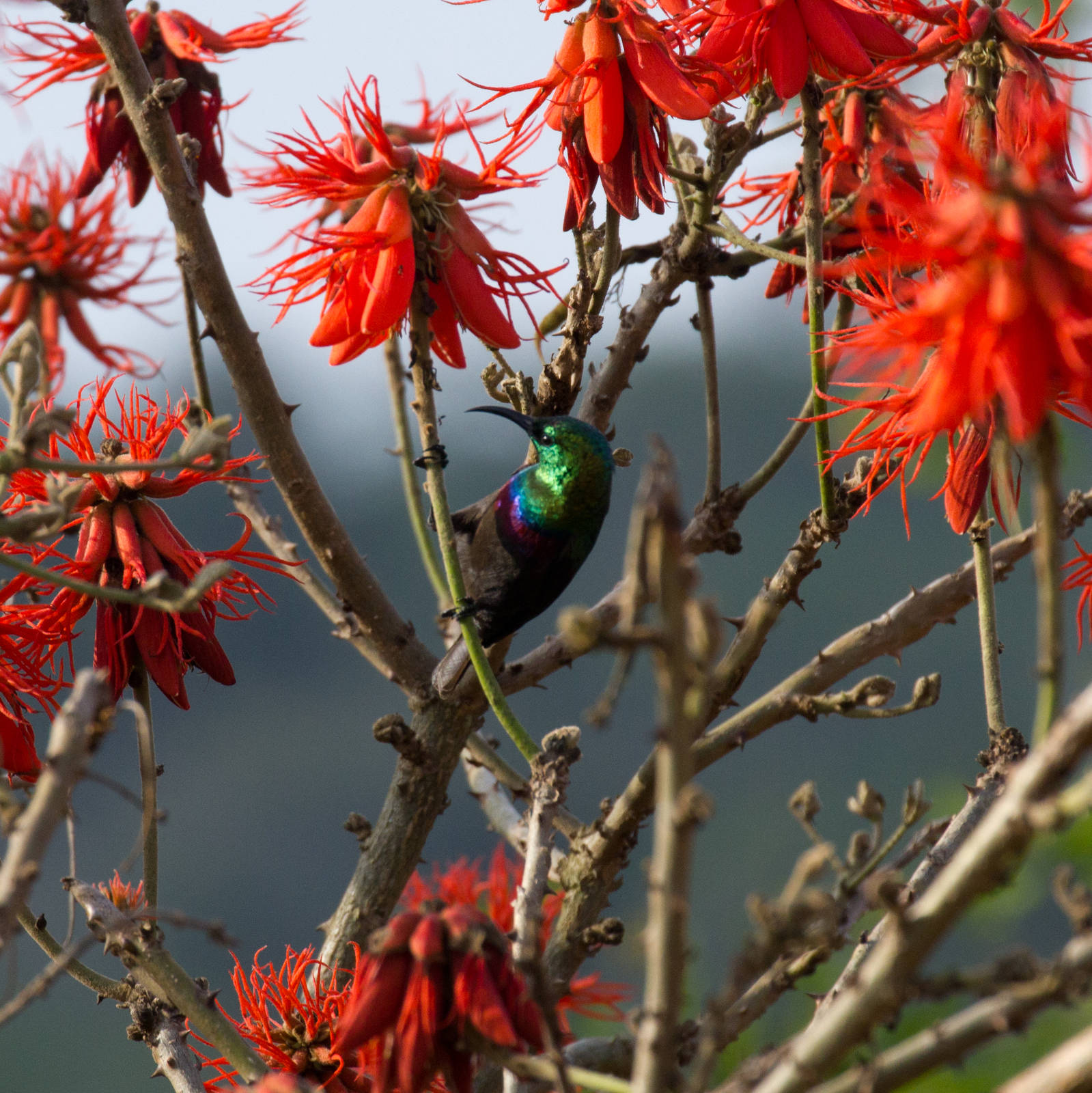 Marico Sunbird